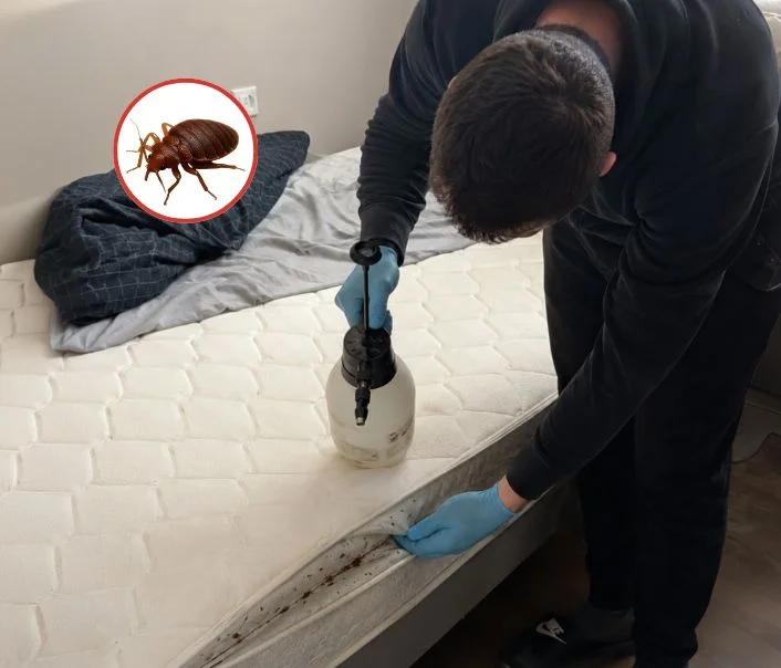 Technicien traitant un matelas contre les punaises de lit à Sèvres
